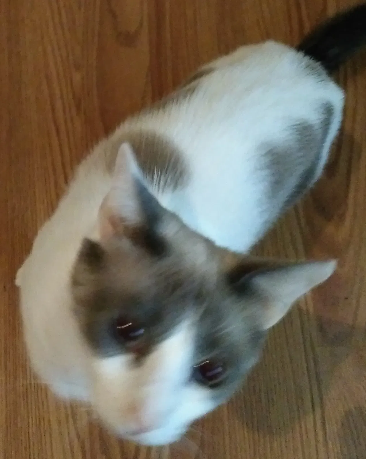 Lost cat in Springfield, LA, 70462