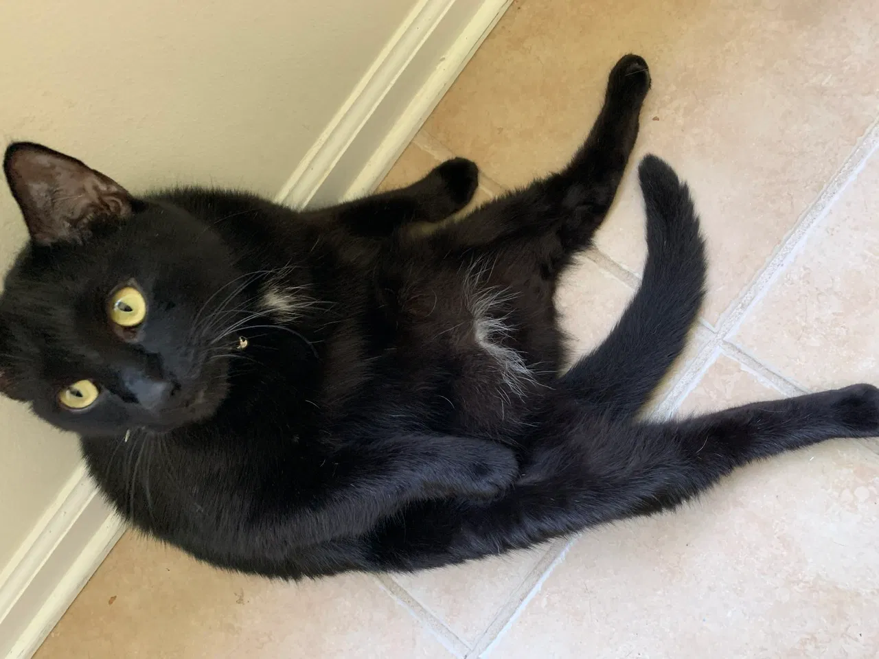 Lost cat in Gainesville, GA, 30506