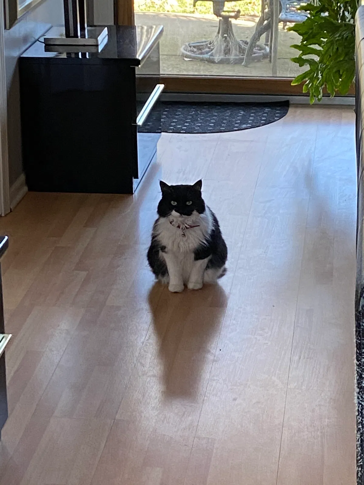 Lost cat in La Grange, IL, 60525