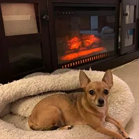 Lost dog in Bronx, NY, 10456