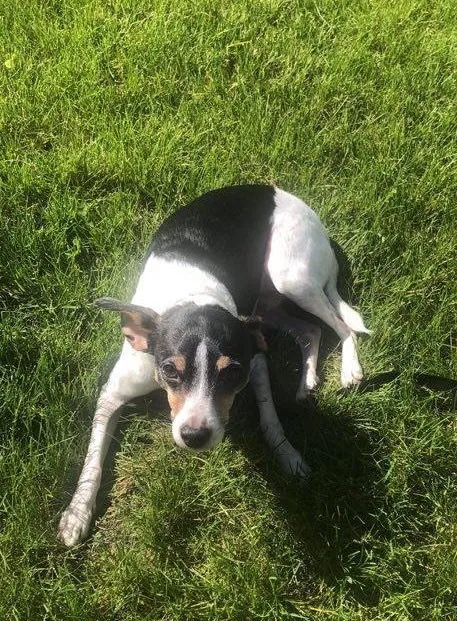 Lost dog in Ankeny, IA, 50023