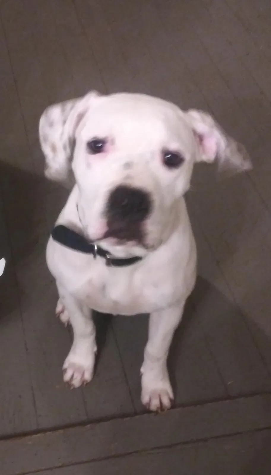 Lost dog in Rescue, CA, 95672