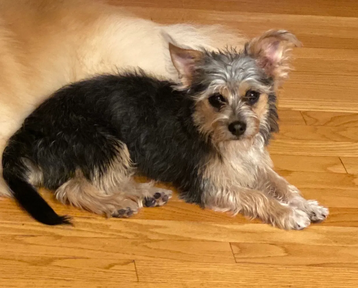 Lost dog in Randolph, MA, 2368