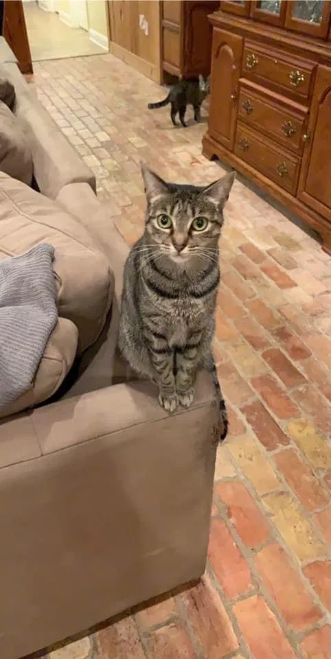 Lost cat in Covington, LA, 70433