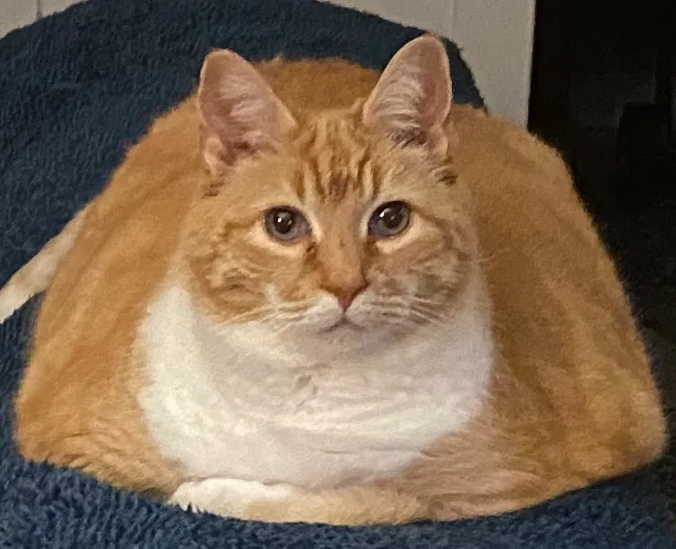 Lost cat in Richmond, VA, 23235