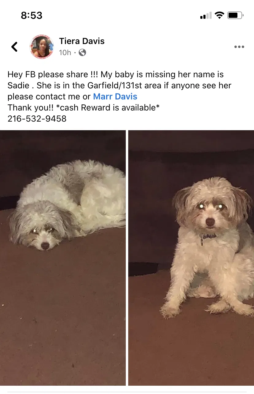 Lost dog in Cleveland, OH, 44125