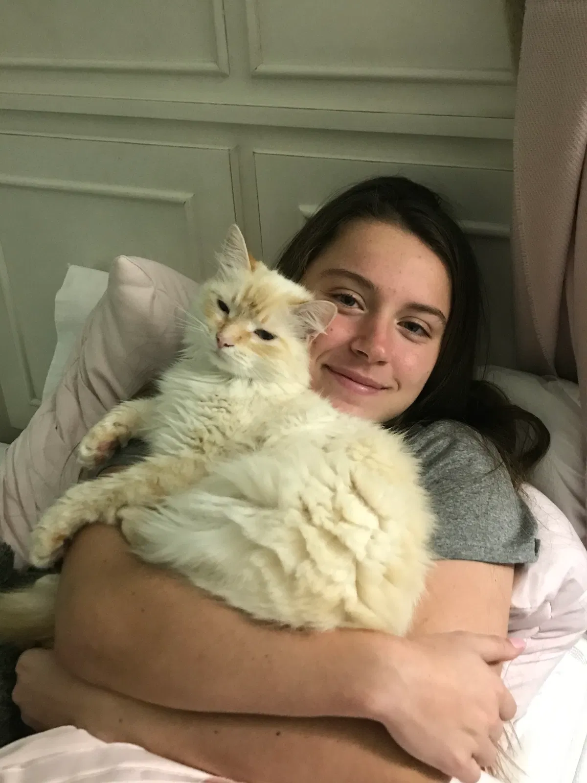Lost cat in Brandon, MS, 39042