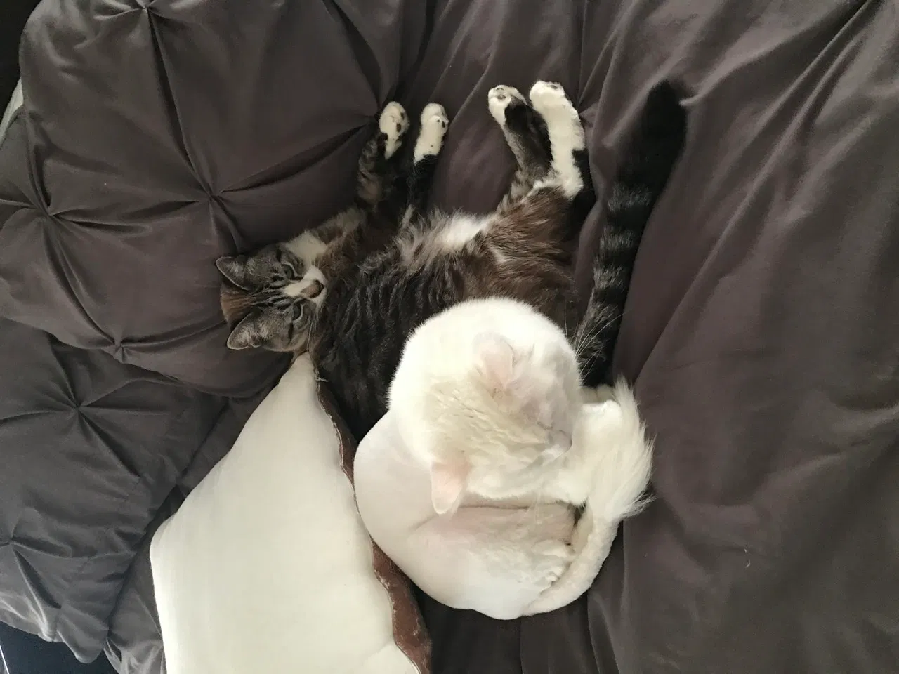 Lost cat in Murrieta, CA, 92562