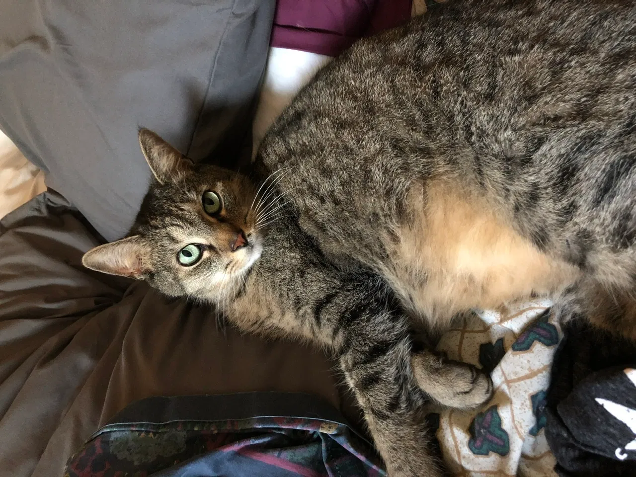 Lost cat in Pawcatuck, CT, 6379