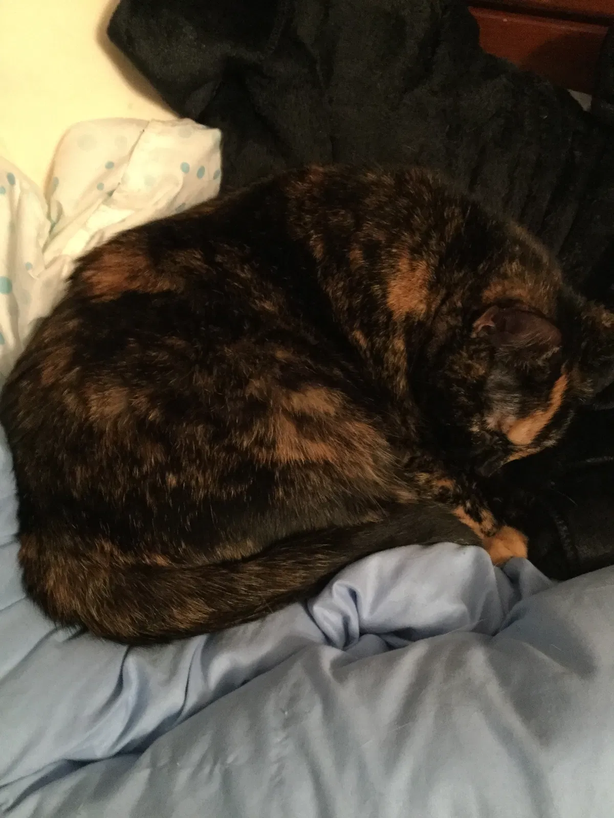 Lost cat in Rochester, NY, 14626