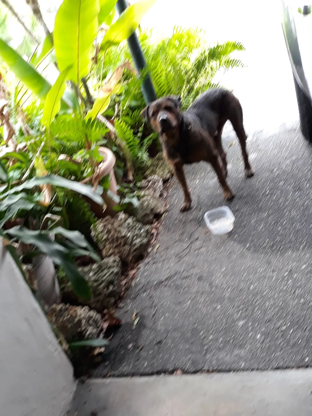 Found dog in Miami, FL, 33161