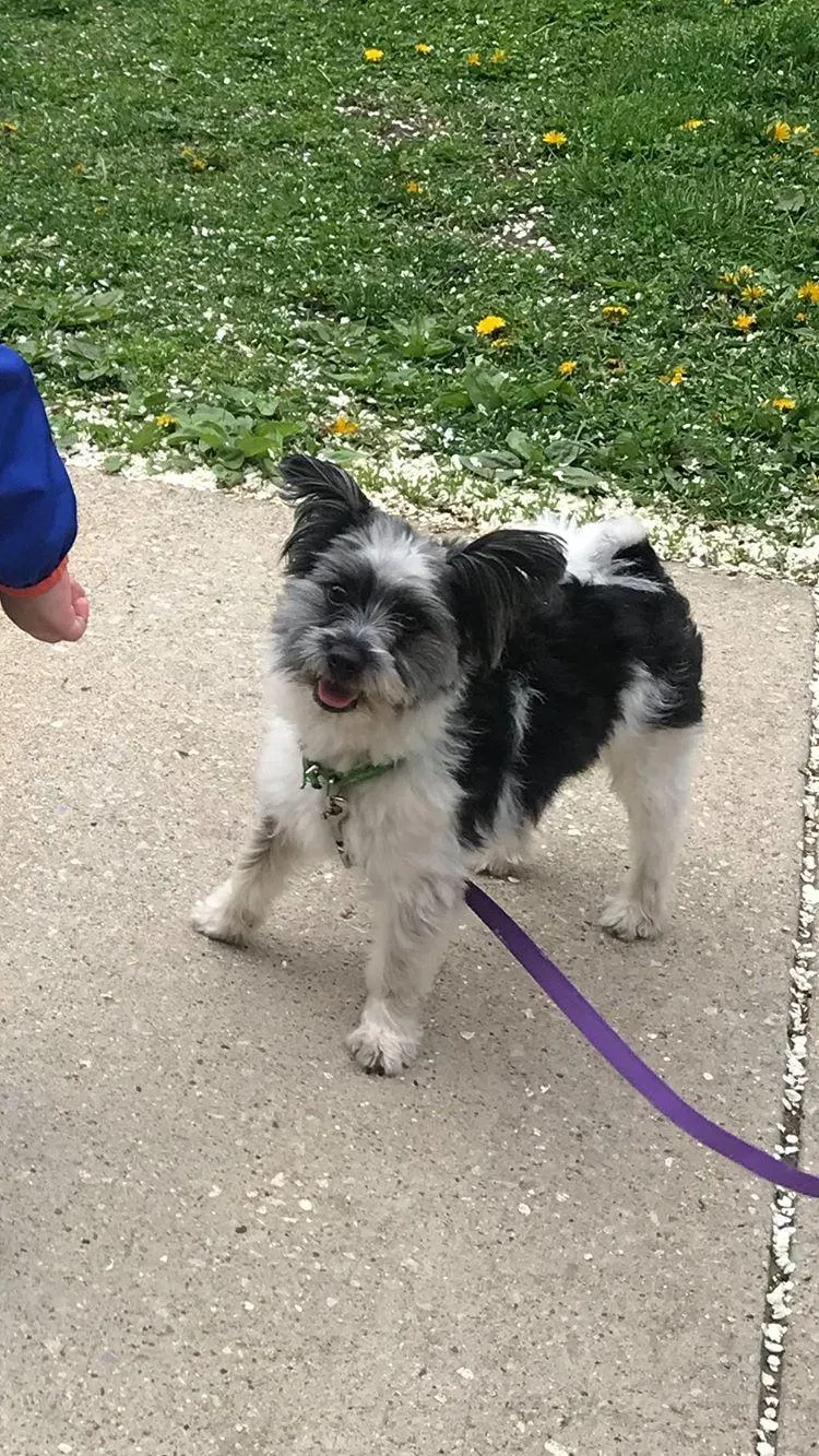 Lost dog in Chicago, IL, 60609