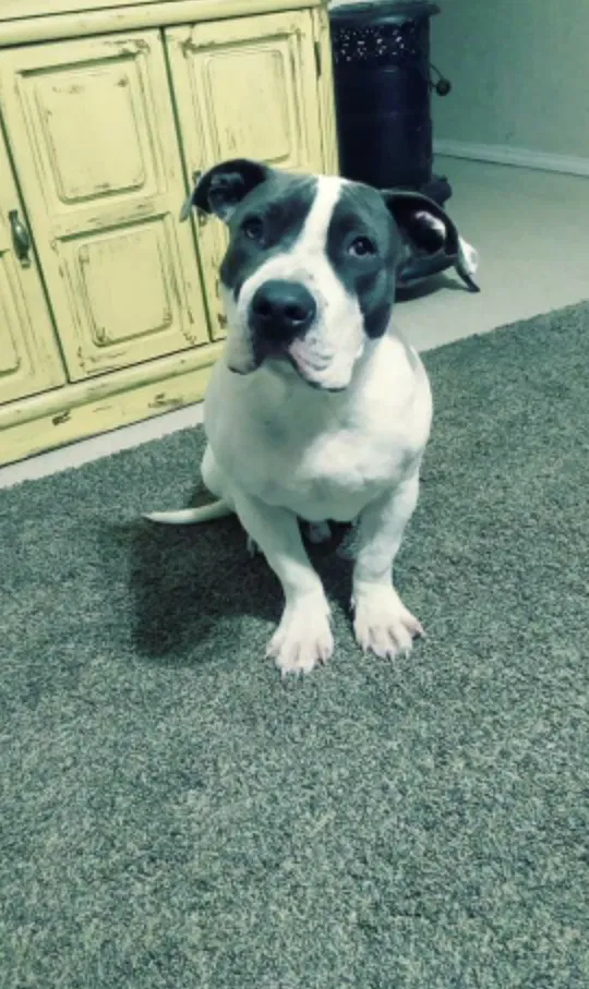 Lost dog in Cache, OK, 73527