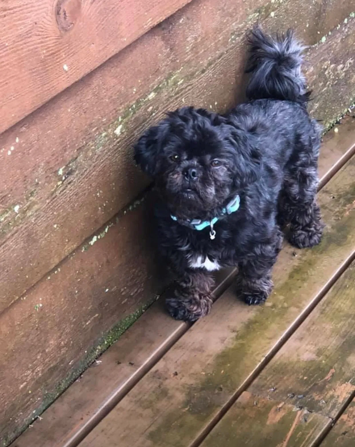 Lost dog in Braham, MN, 55006