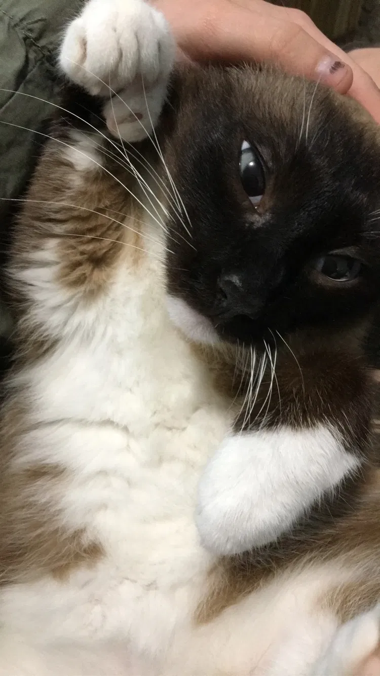 Lost cat in Fort Smith, AR, 72901