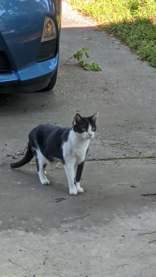 Lost cat in Columbia, SC, 29204