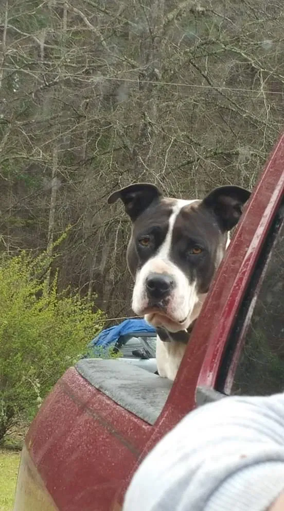 Lost dog in Winnfield, LA, 71483