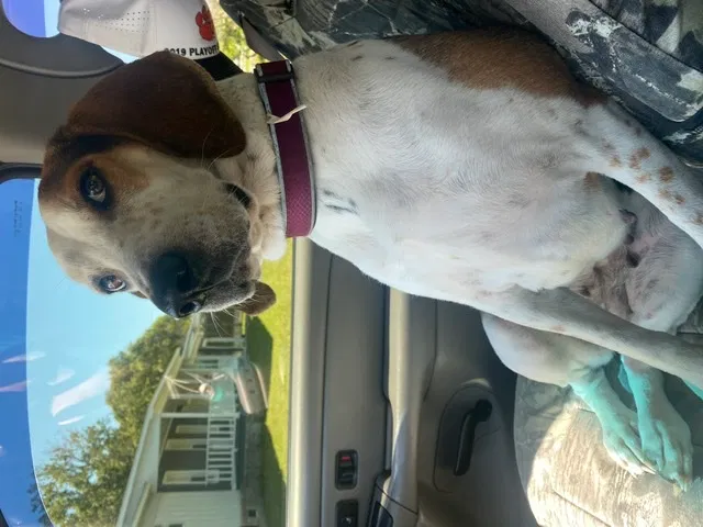 Lost dog in Moncks Corner, SC, 29461