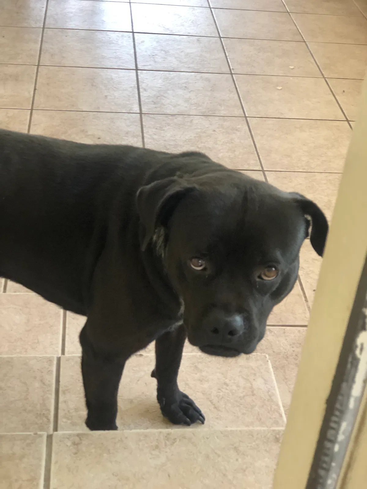 Lost dog in Orlando, FL, 32828
