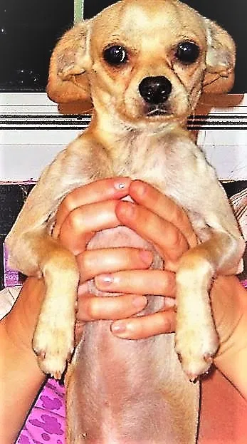 Lost dog in Tucson, AZ, 85706