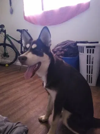 Lost dog in Fresno, CA, 93722