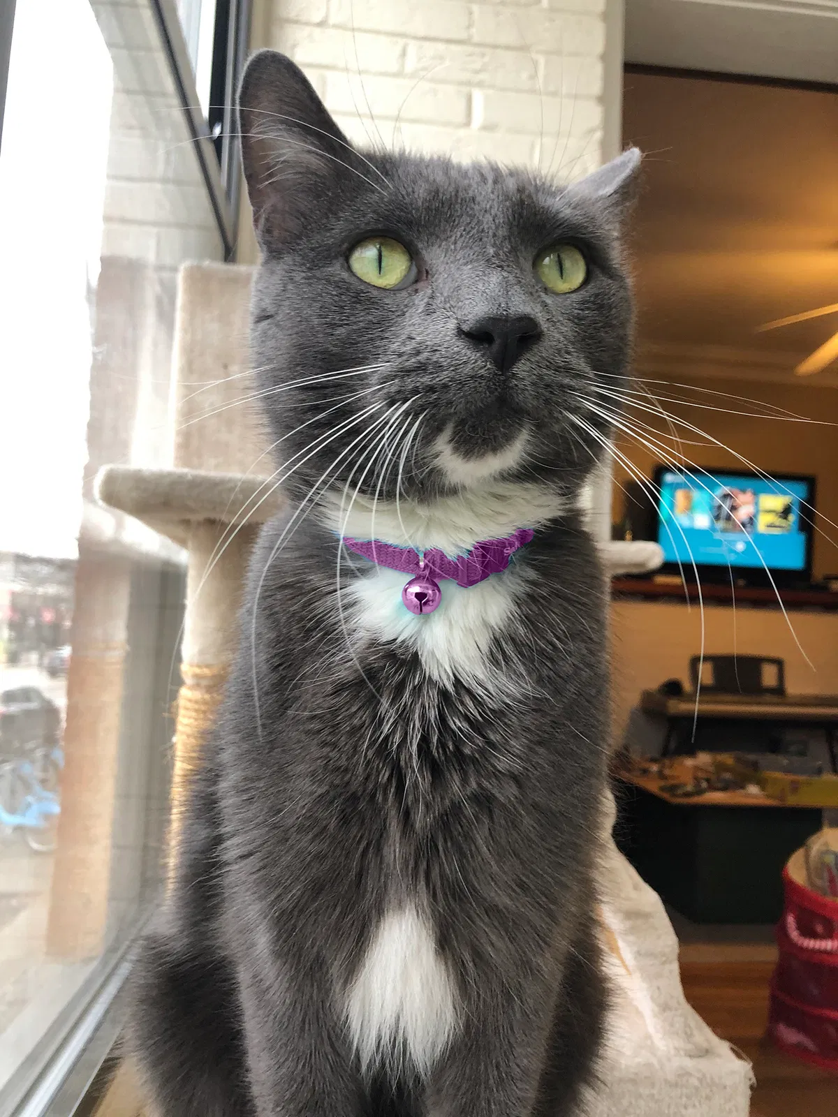 Lost cat in Chicago, IL, 60613