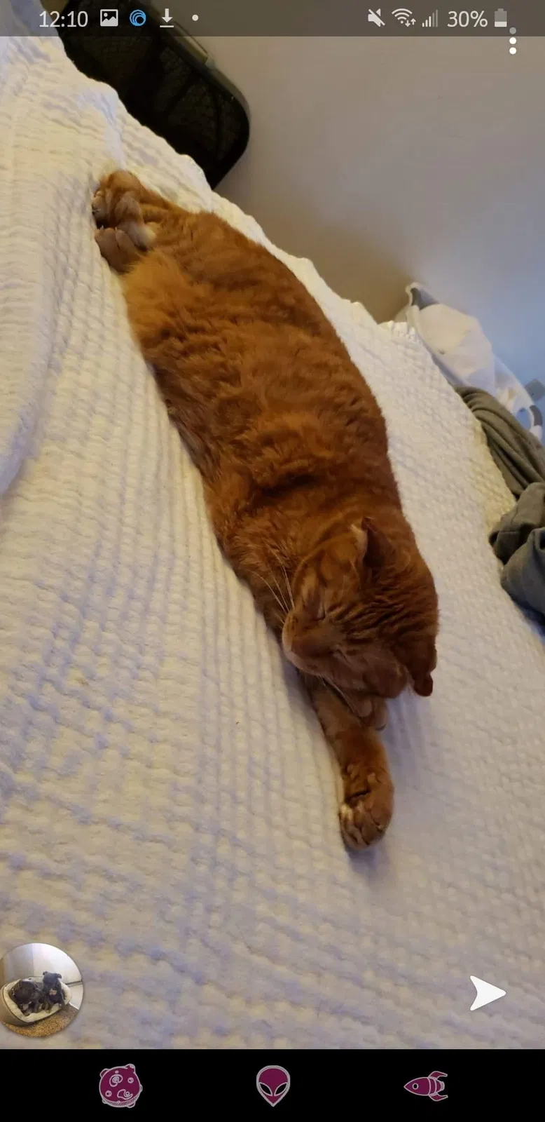 Lost cat in Gig Harbor, WA, 98329