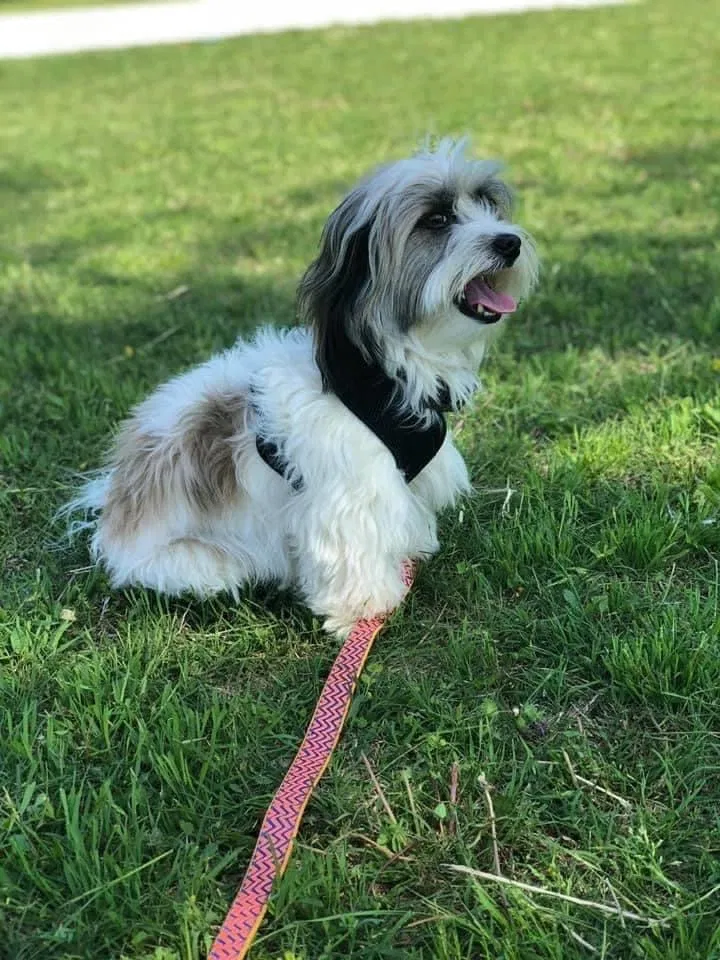 Lost dog in Cleburne, TX, 76031