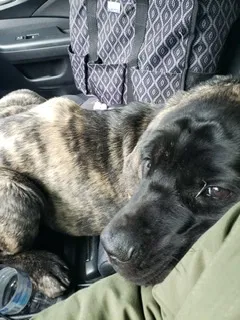 Lost dog in Nashville, IN, 47448