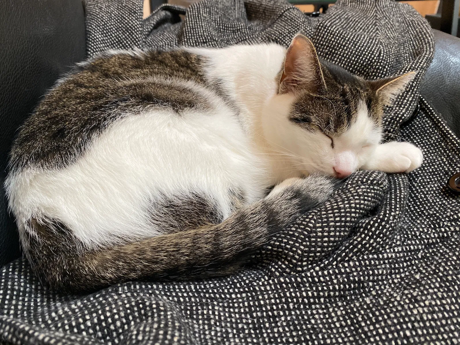 Lost cat in Potomac, MD, 20854