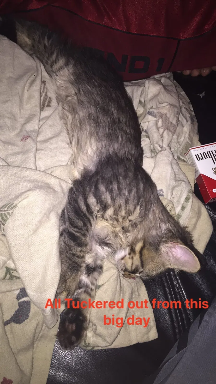 Lost cat in Saint Paul, MN, 55104