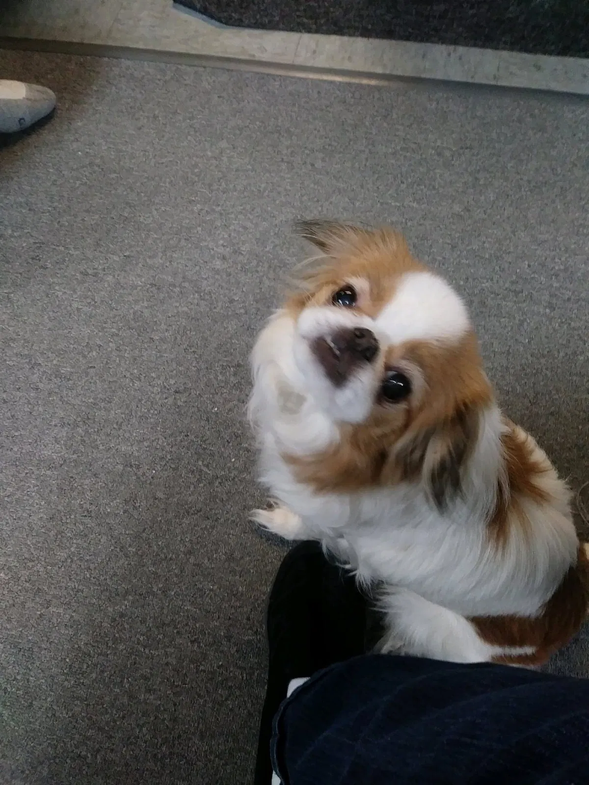 Lost dog in Warren, MI, 48089