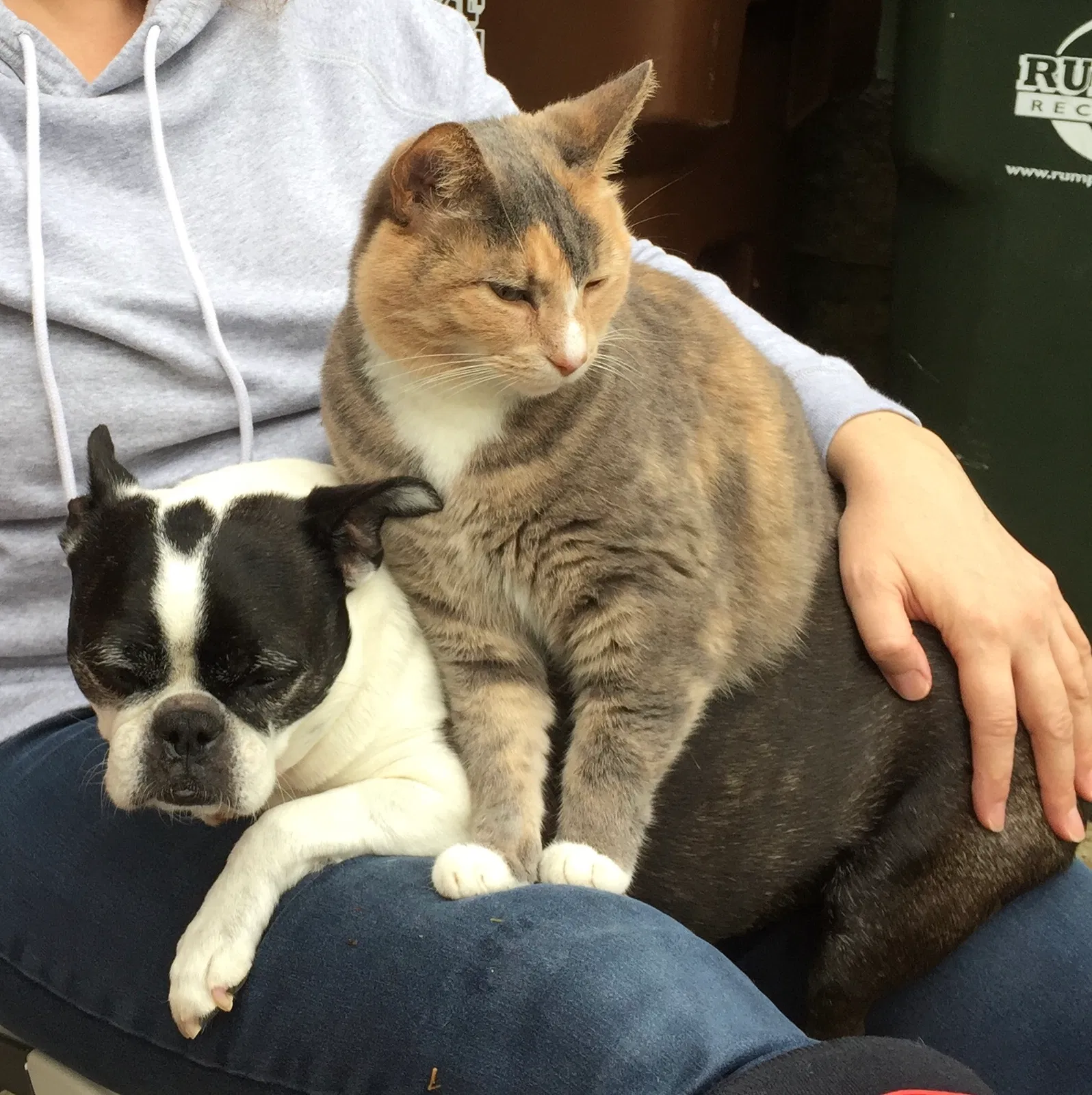 Lost cat in Columbus, OH, 43235