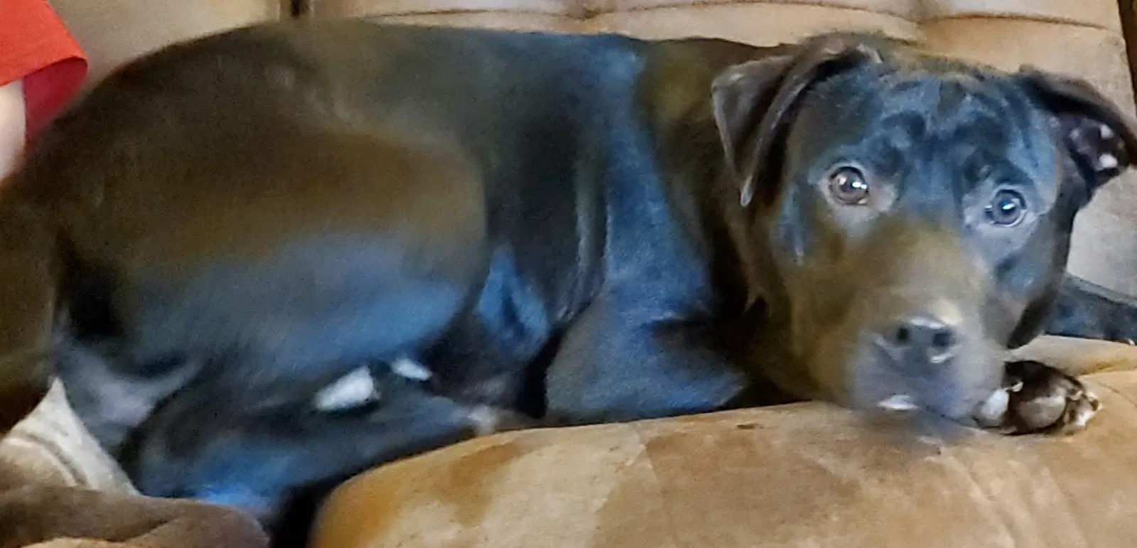 Lost dog in Westerville, OH, 43081