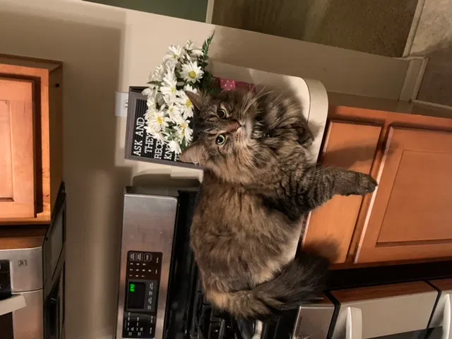 Lost cat in Marysville, OH, 43040