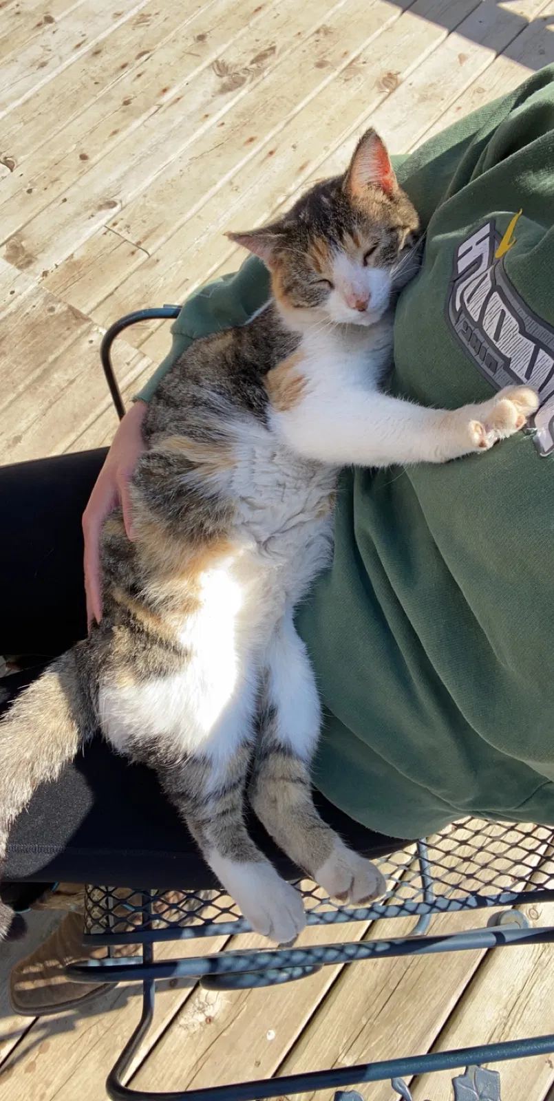 Lost cat in Wheeler, WI, 54772