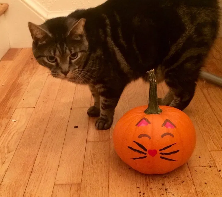 Lost cat in Wellesley, MA, 2482