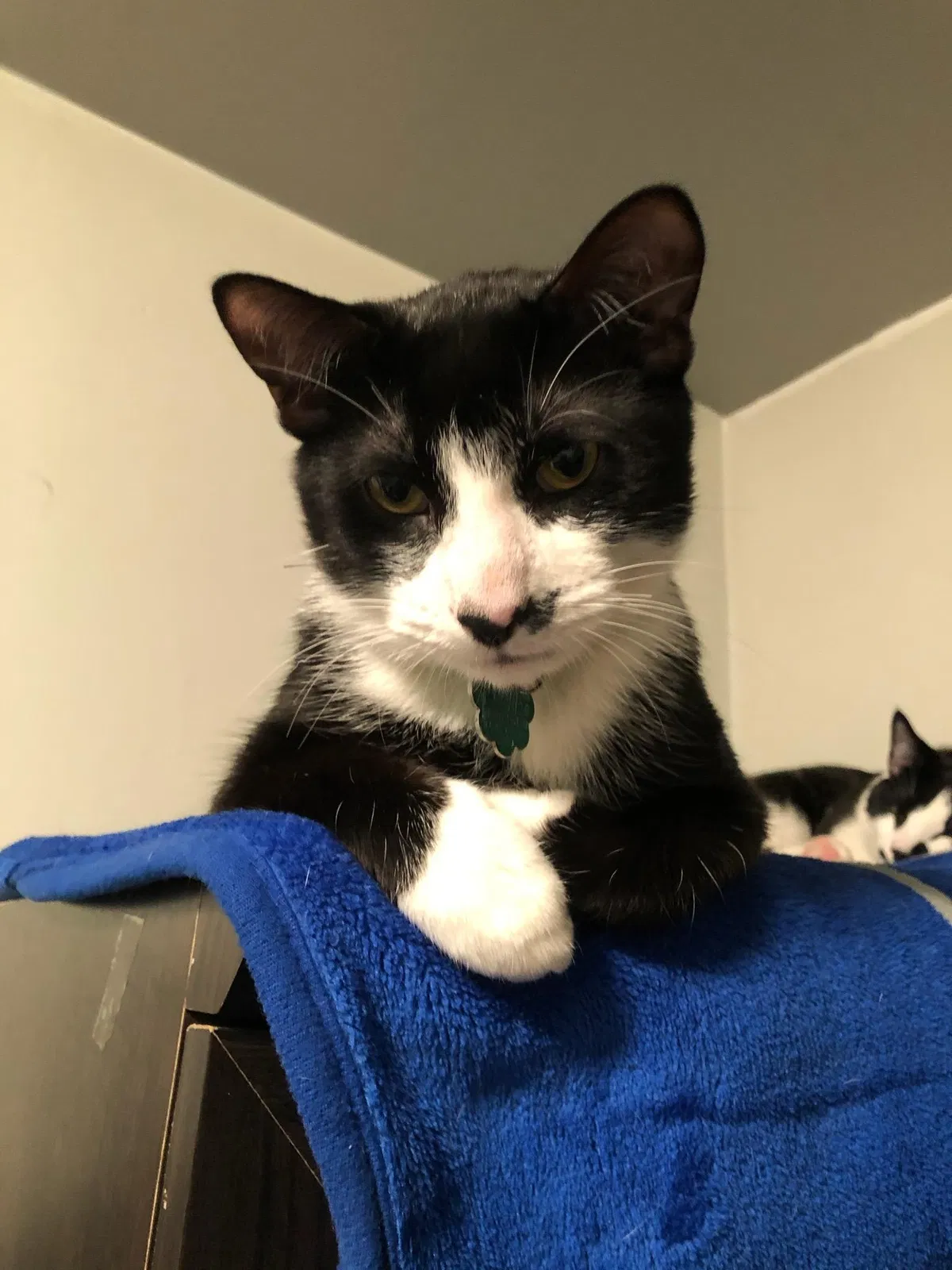 Lost cat in Chicago, IL, 60639