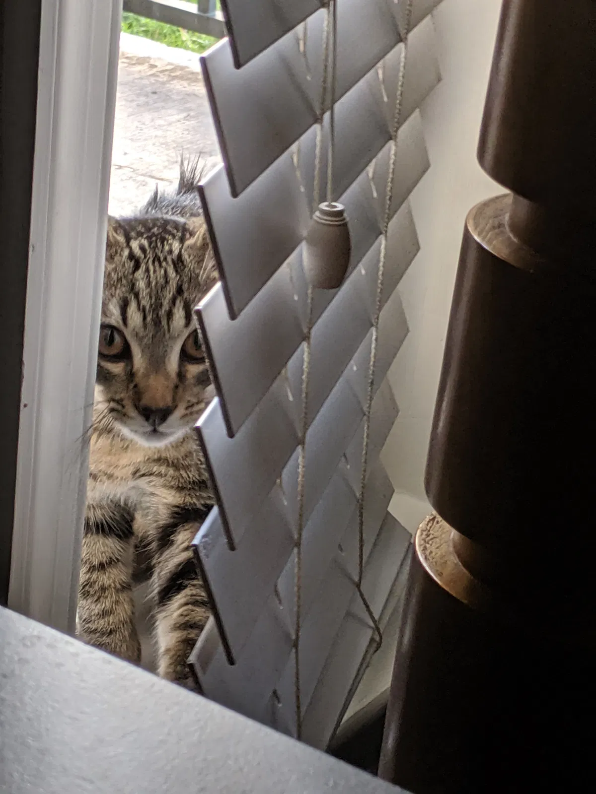 Lost cat in Chantilly, VA, 20151
