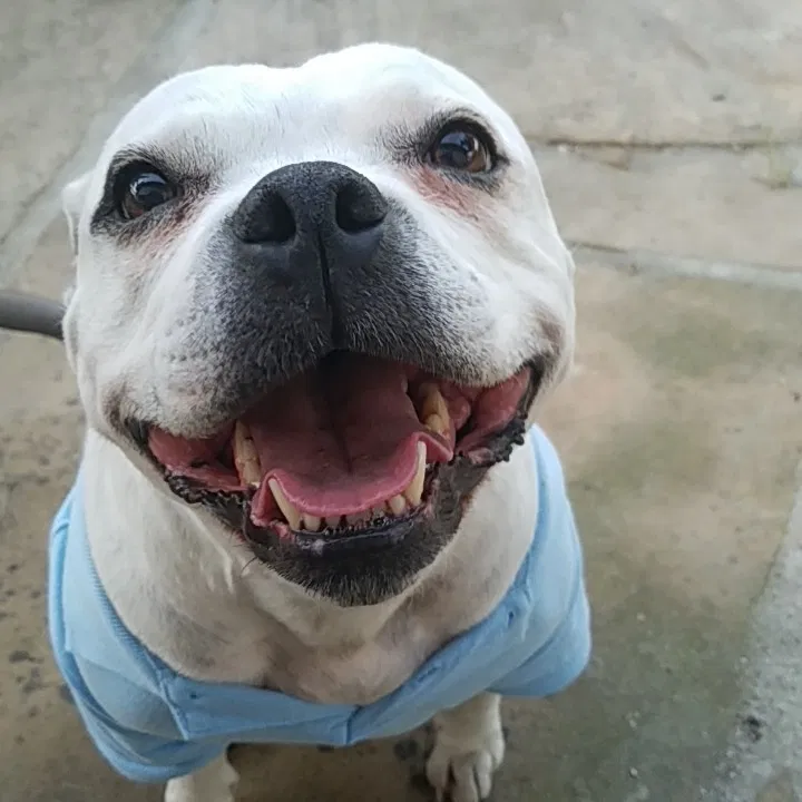 Lost dog in El Cajon, CA, 92019