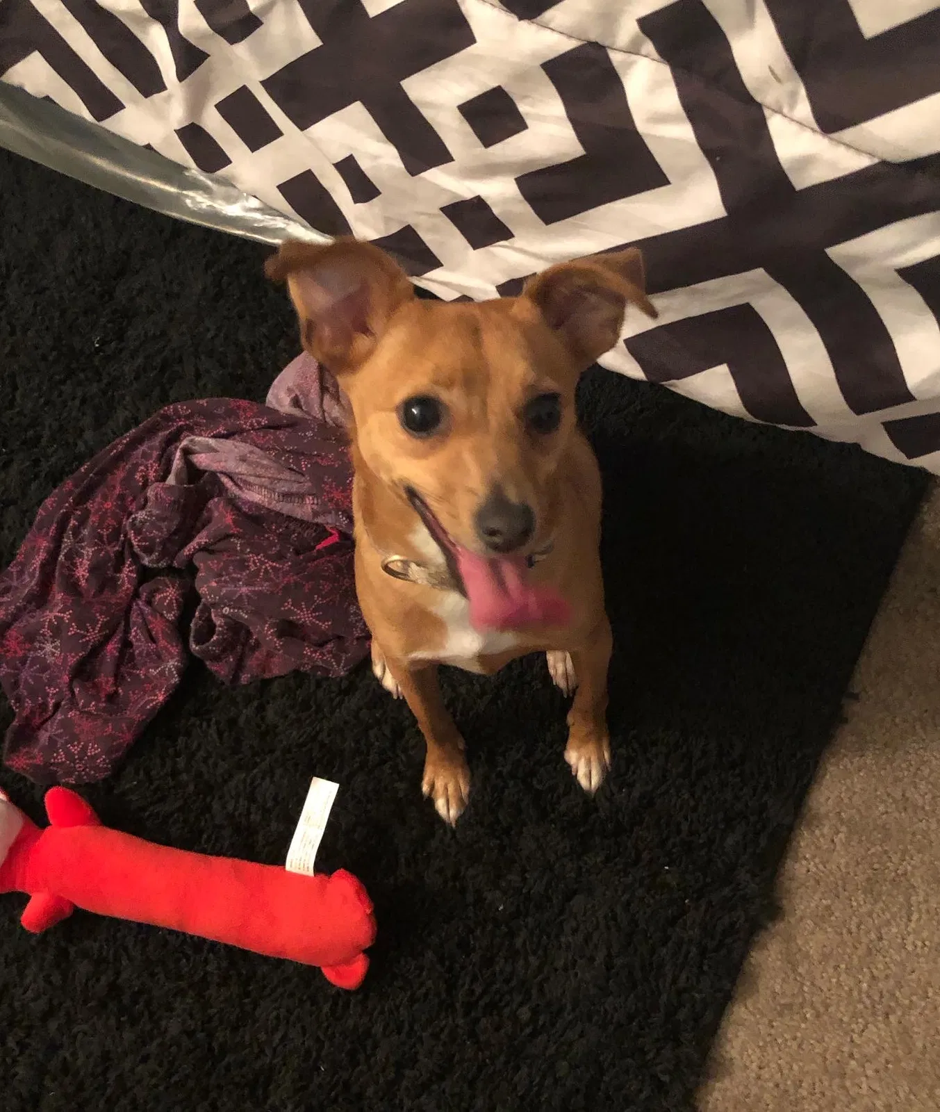 Lost dog in Severn, MD, 21144