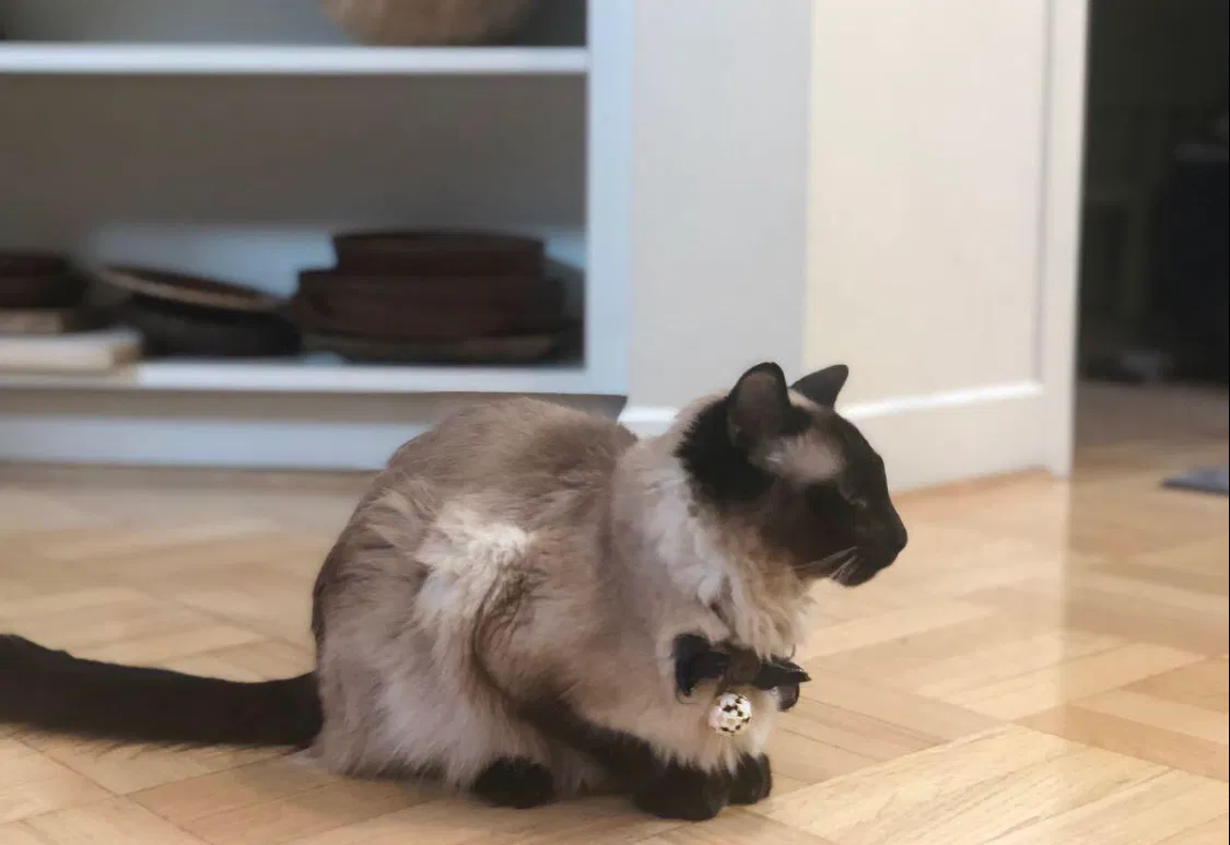 Lost cat in Palo Alto, CA, 94301