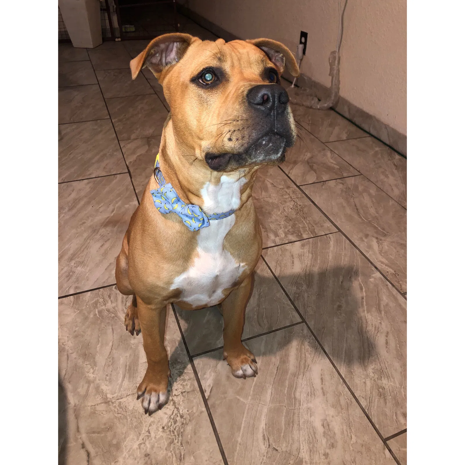 Lost dog in Tampa, FL, 33619