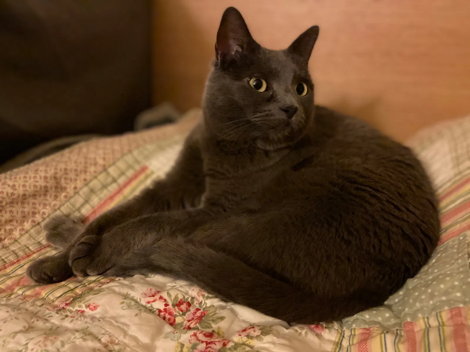 Lost cat in Redmond, WA, 98052