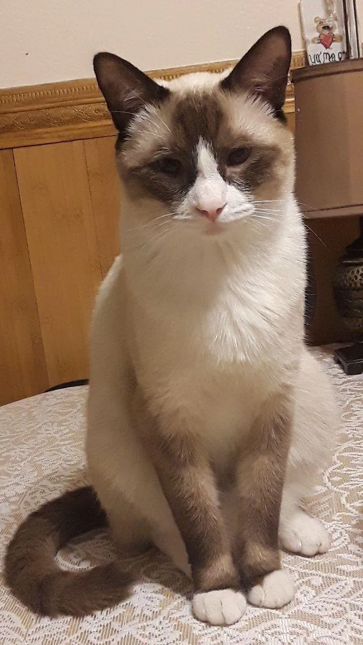 Lost cat in San Diego, CA, 92119