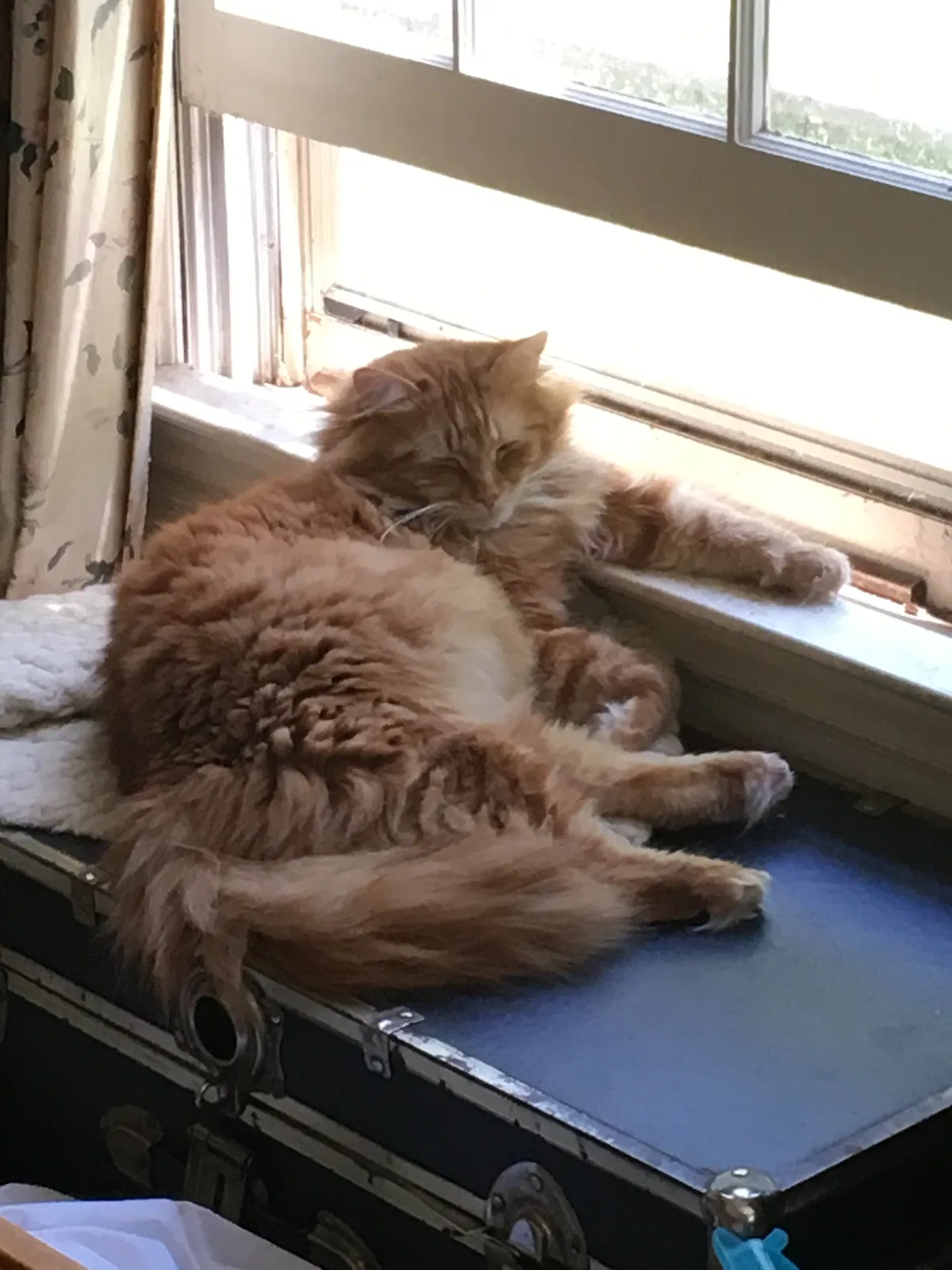 Lost cat in Charlotte, NC, 28277