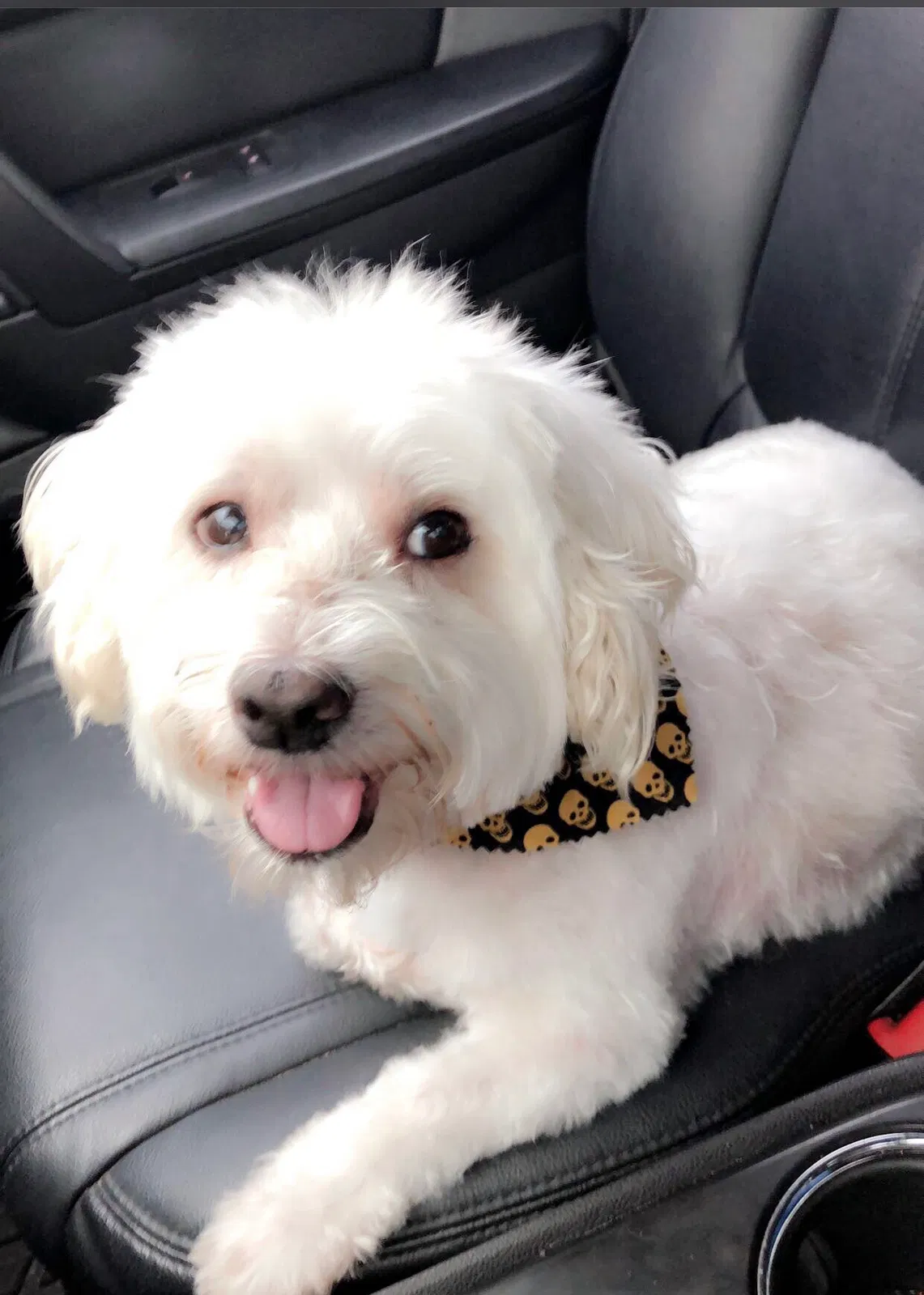 Lost dog in Hammond, IN, 46323