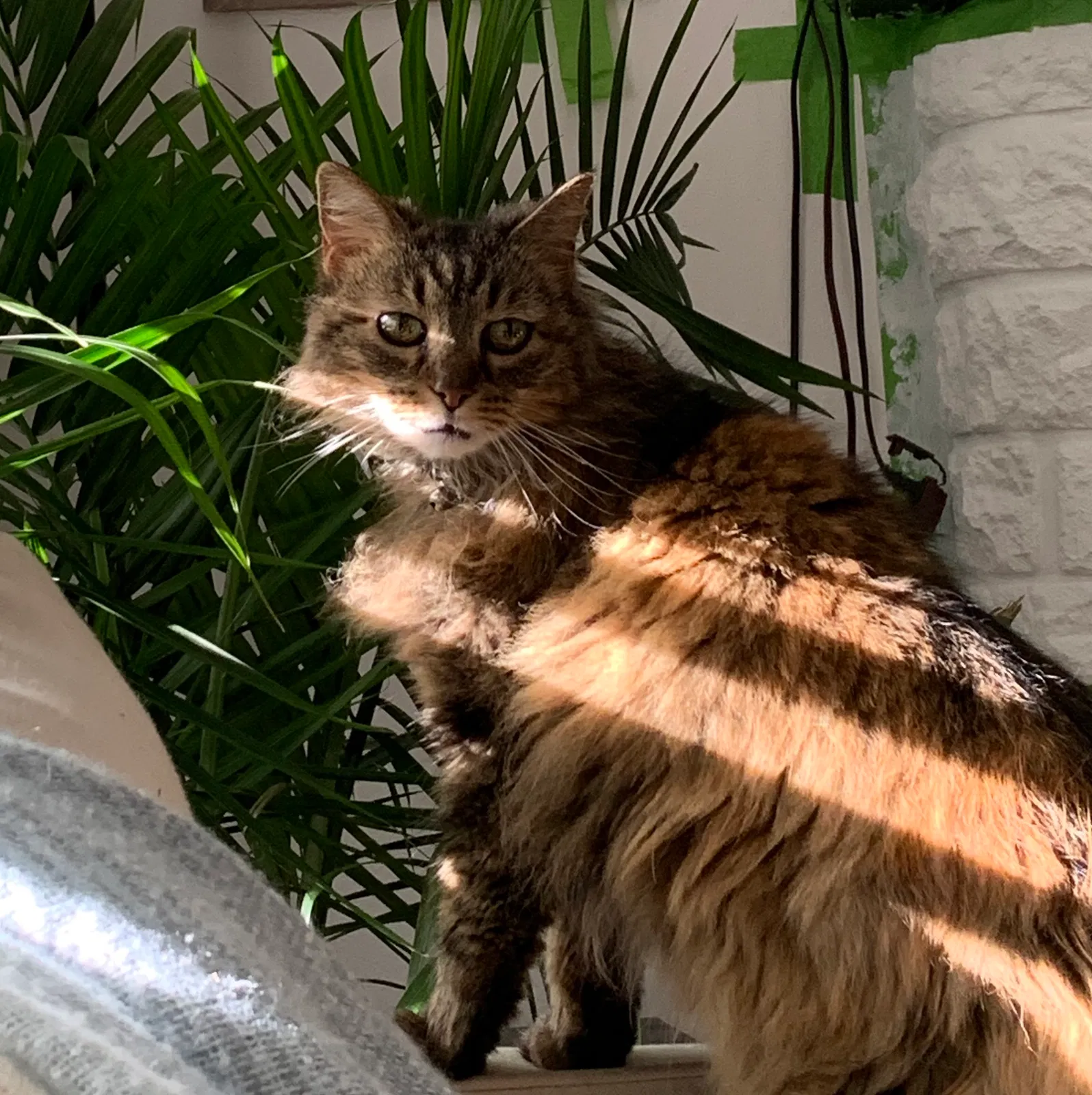 Lost cat in Saint Louis, MO, 63109