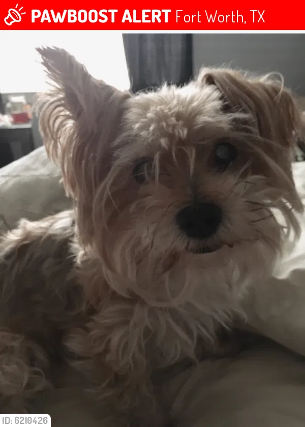 Lost dog in Fort Worth, TX, 76112