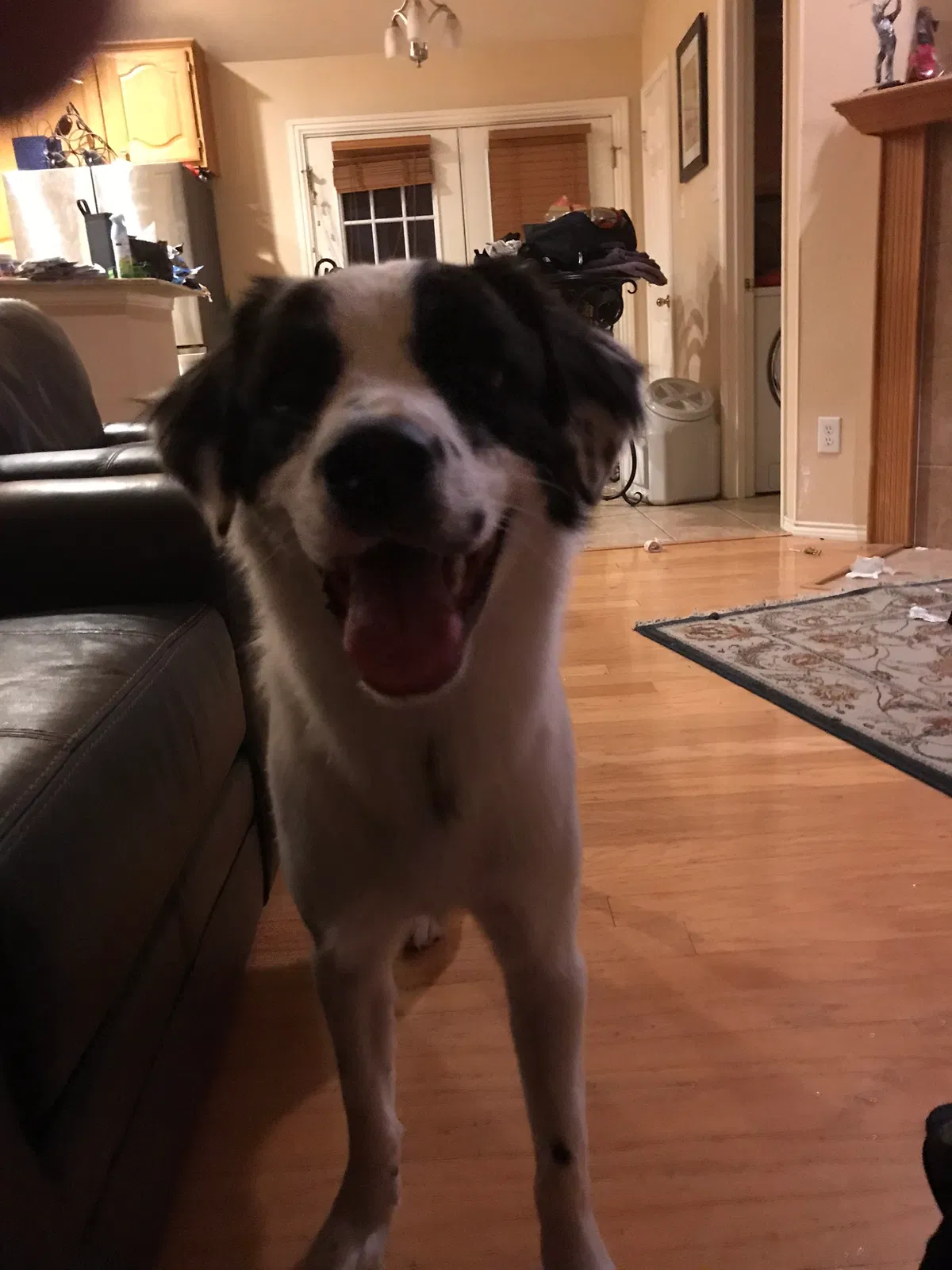Lost dog in Coppell, TX, 75019